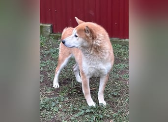 Soma, geboren 28.04.2021, 43cm sucht seine Menschen