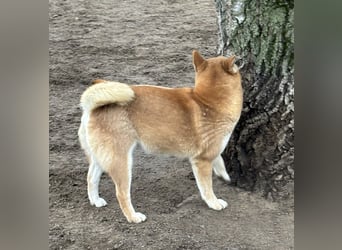 Sassy, geboren 22.08.2023, 38cm sucht Geborgenheit