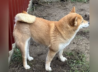 Sassy, geboren 22.08.2023, 38cm sucht Geborgenheit