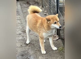 Sassy, geboren 22.08.2023, 38cm sucht Geborgenheit