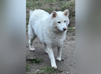 Snow, geboren 22.08.2023, 38cm sucht liebevolles Zuhause