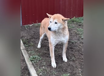 Soma, geboren 28.04.2021, 43cm sucht seine Menschen