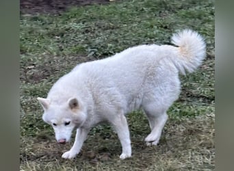 Snow, geboren 22.08.2023, 38cm sucht liebevolles Zuhause