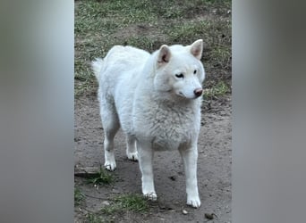 Snow, geboren 22.08.2023, 38cm sucht liebevolles Zuhause