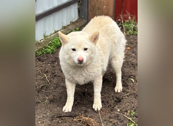 Shelby, geboren 22.08.2023, 36cm sucht sicheren Hafen