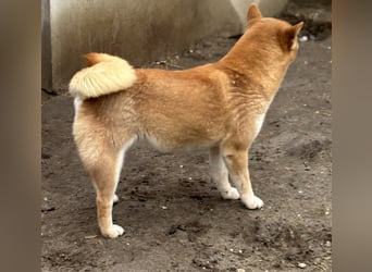 Sassy, geboren 22.08.2023, 38cm sucht Geborgenheit