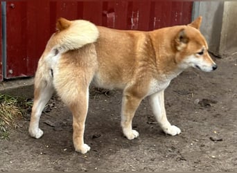 Sassy, geboren 22.08.2023, 38cm sucht Geborgenheit