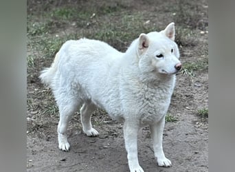 Snow, geboren 22.08.2023, 38cm sucht liebevolles Zuhause