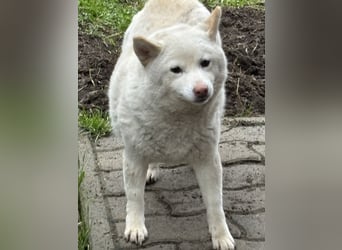 Shelby, geboren 22.08.2023, 36cm sucht sicheren Hafen