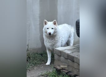 Snow, geboren 22.08.2023, 38cm sucht liebevolles Zuhause