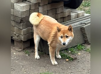 Sassy, geboren 22.08.2023, 38cm sucht Geborgenheit