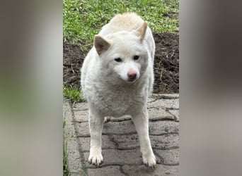 Shelby, geboren 22.08.2023, 36cm sucht sicheren Hafen