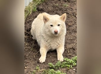 Shelby, geboren 22.08.2023, 36cm sucht sicheren Hafen
