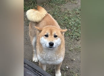 Sassy, geboren 22.08.2023, 38cm sucht Geborgenheit