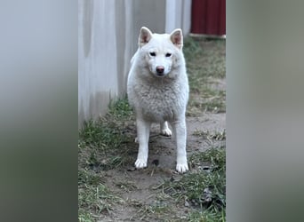 Snow, geboren 22.08.2023, 38cm sucht liebevolles Zuhause