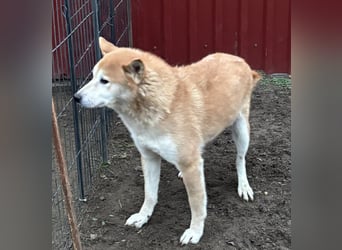 Soma, geboren 28.04.2021, 43cm sucht seine Menschen