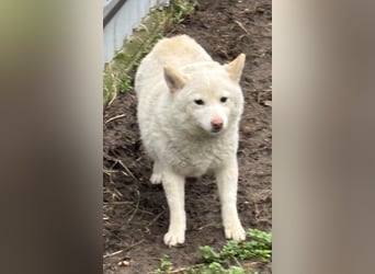 Shelby, geboren 22.08.2023, 36cm sucht sicheren Hafen