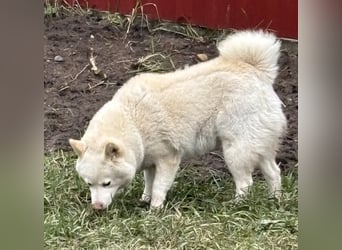 Shelby, geboren 22.08.2023, 36cm sucht sicheren Hafen