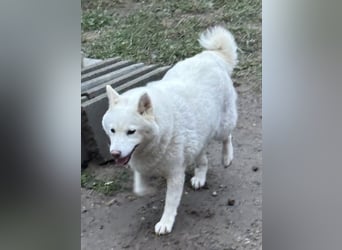 Snow, geboren 22.08.2023, 38cm sucht liebevolles Zuhause