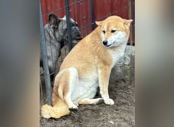 Sassy, geboren 22.08.2023, 38cm sucht Geborgenheit