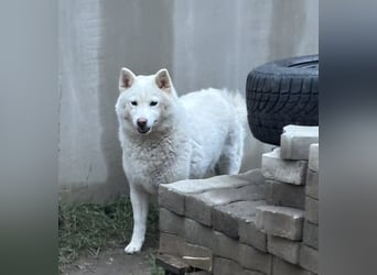 Snow, geboren 22.08.2023, 38cm sucht liebevolles Zuhause