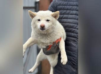 Shelby, geboren 22.08.2023, 36cm sucht sicheren Hafen