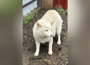 Shelby, geboren 22.08.2023, 36cm sucht sicheren Hafen