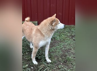 Soma, geboren 28.04.2021, 43cm sucht seine Menschen