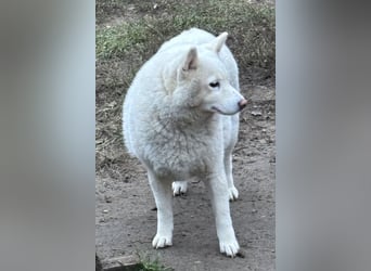 Snow, geboren 22.08.2023, 38cm sucht liebevolles Zuhause