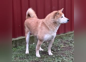 Soma, geboren 28.04.2021, 43cm sucht seine Menschen