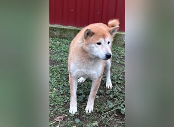 Soma, geboren 28.04.2021, 43cm sucht seine Menschen