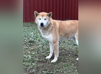 Soma, geboren 28.04.2021, 43cm sucht seine Menschen