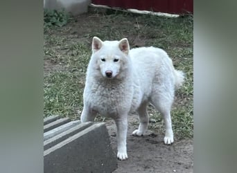 Snow, geboren 22.08.2023, 38cm sucht liebevolles Zuhause