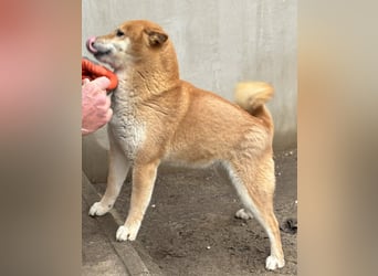 Sassy, geboren 22.08.2023, 38cm sucht Geborgenheit