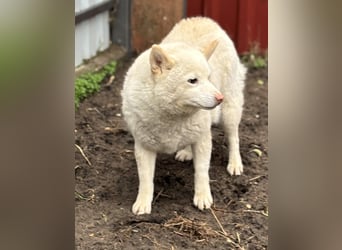 Shelby, geboren 22.08.2023, 36cm sucht sicheren Hafen