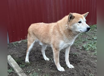 Soma, geboren 28.04.2021, 43cm sucht seine Menschen