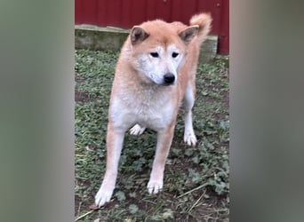 Soma, geboren 28.04.2021, 43cm sucht seine Menschen