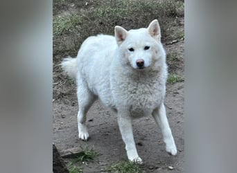 Snow, geboren 22.08.2023, 38cm sucht liebevolles Zuhause