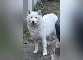 Snow, geboren 22.08.2023, 38cm sucht liebevolles Zuhause