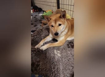 WILLOW - die sanfte Hündin sucht ein liebevolles Zuhause bei einfühlsamen Menschen