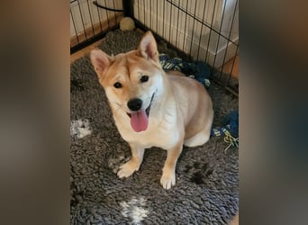 WILLOW - die sanfte Hündin sucht ein liebevolles Zuhause bei einfühlsamen Menschen
