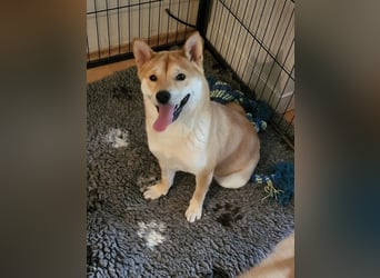WILLOW - die sanfte Hündin sucht ein liebevolles Zuhause bei einfühlsamen Menschen