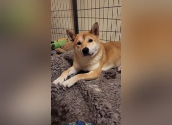 WILLOW - die sanfte Hündin sucht ein liebevolles Zuhause bei einfühlsamen Menschen