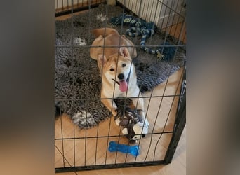 WILLOW - die sanfte Hündin sucht ein liebevolles Zuhause bei einfühlsamen Menschen