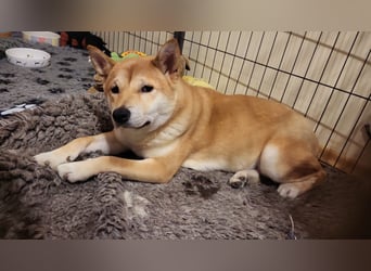 WILLOW - die sanfte Hündin sucht ein liebevolles Zuhause bei einfühlsamen Menschen