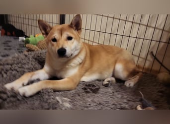 WILLOW - die sanfte Hündin sucht ein liebevolles Zuhause bei einfühlsamen Menschen