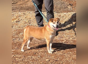 Lilac, zauberhaftes Shiba-Mix Mädchen