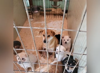 Lilac, zauberhaftes Shiba-Mix Mädchen