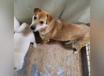 Lilac, zauberhaftes Shiba-Mix Mädchen