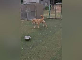 aufgeweckter sozialer Shiba Inu Rüde kastriert, sucht seine Menschen